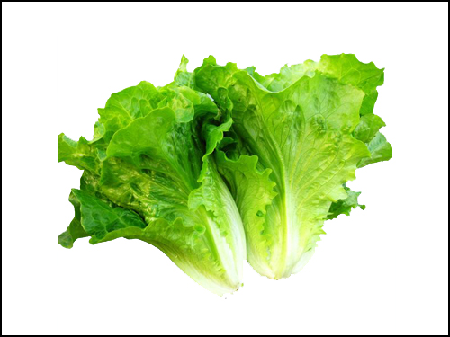生菜