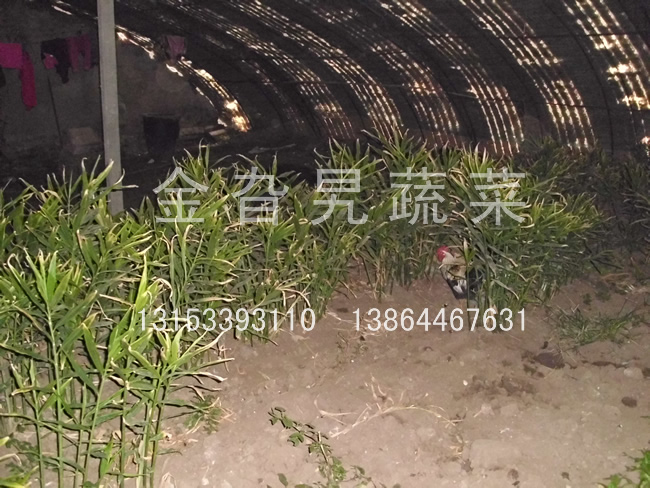 金旮旯蔬菜基地环境