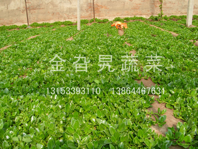 金旮旯蔬菜基地环境