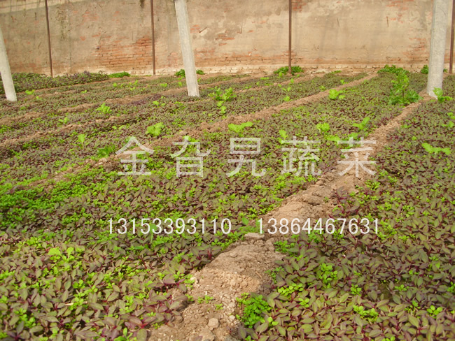 金旮旯蔬菜基地环境
