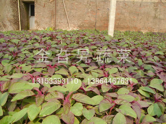 金旮旯蔬菜基地环境