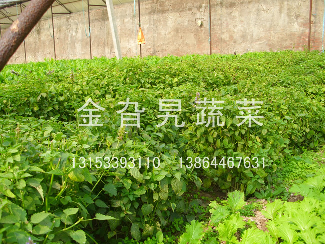 金旮旯蔬菜基地环境