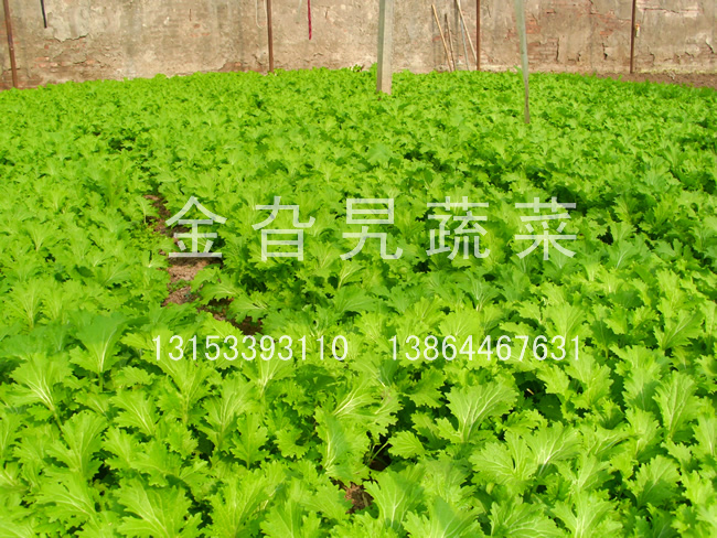 金旮旯蔬菜基地环境