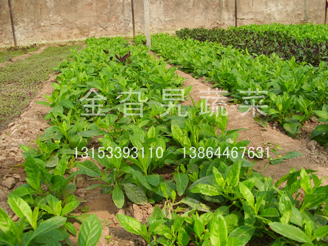 金旮旯蔬菜基地环境