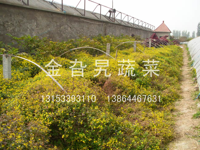 金旮旯蔬菜基地环境
