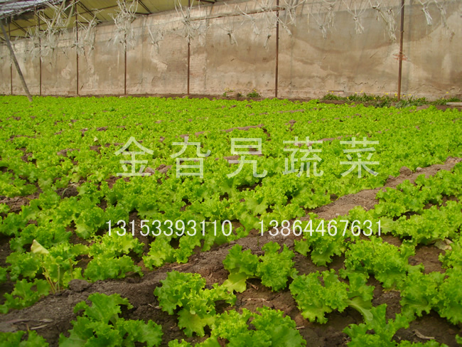 金旮旯蔬菜基地环境