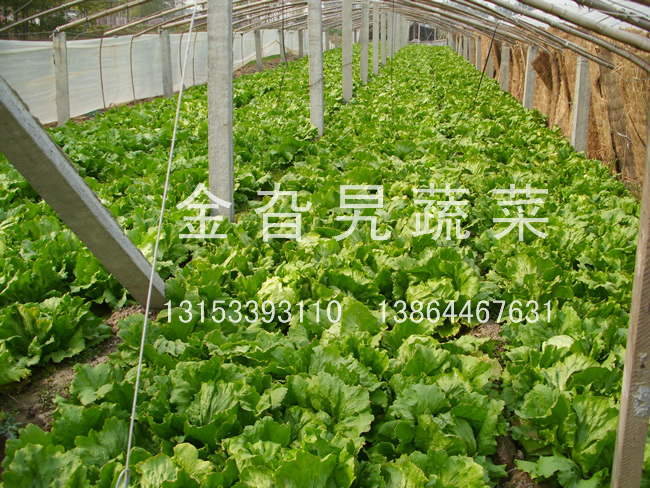 金旮旯蔬菜基地环境