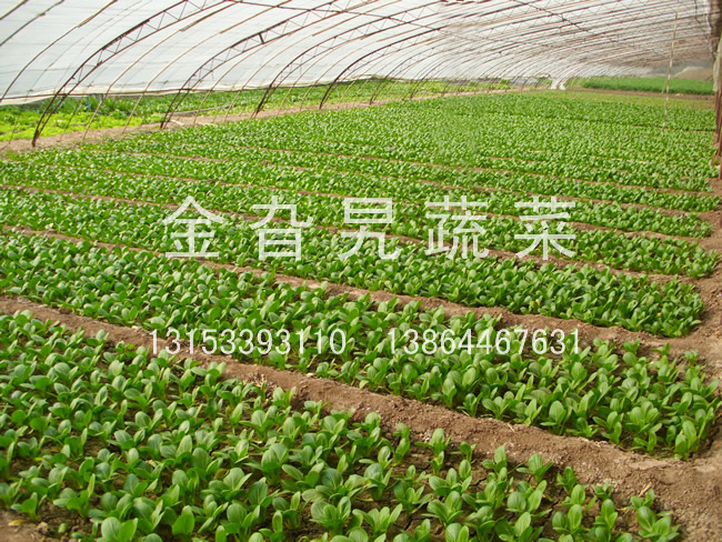 金旮旯蔬菜基地环境