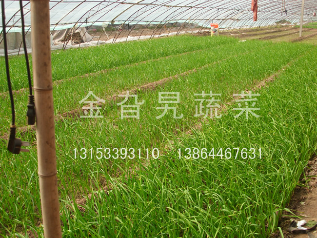 金旮旯蔬菜基地环境