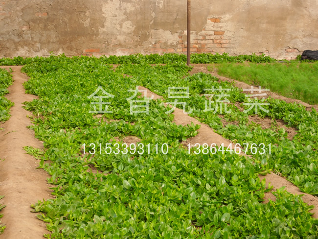金旮旯蔬菜基地环境