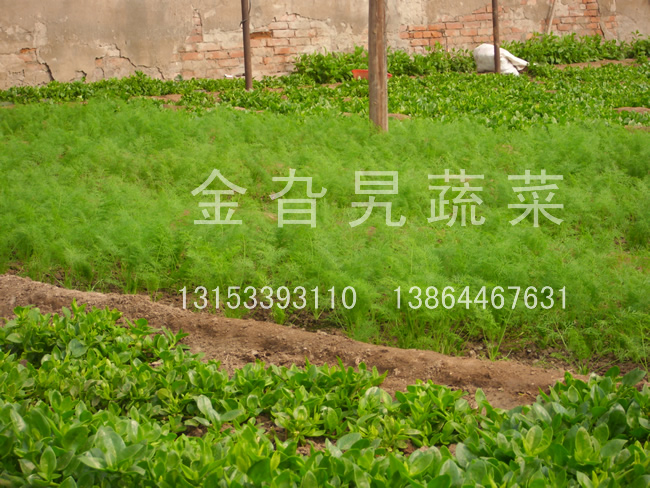 金旮旯蔬菜基地环境