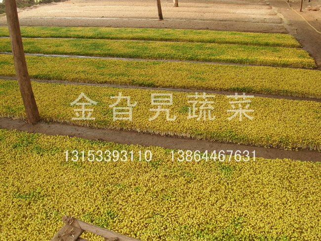 金旮旯蔬菜基地环境