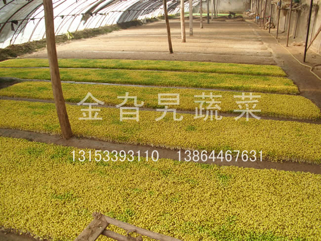 金旮旯蔬菜基地环境