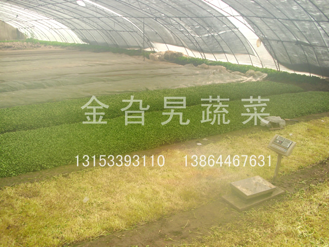 金旮旯蔬菜基地环境