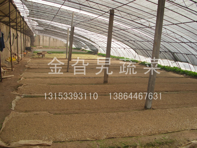 金旮旯蔬菜基地环境