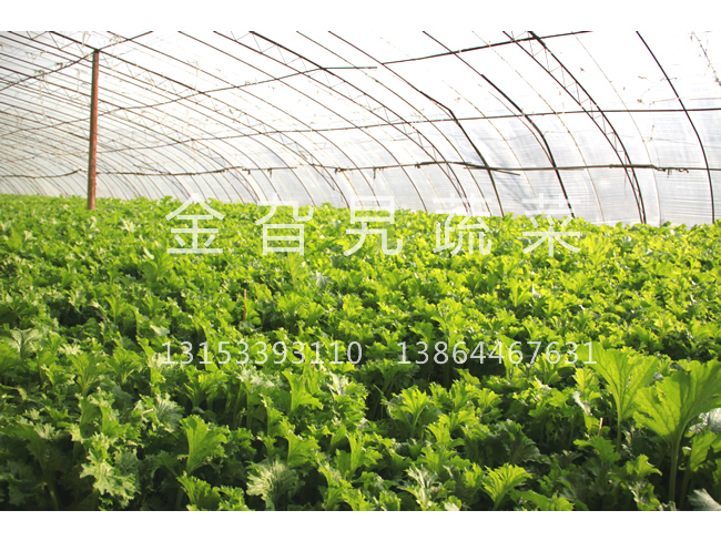 金旮旯蔬菜基地环境