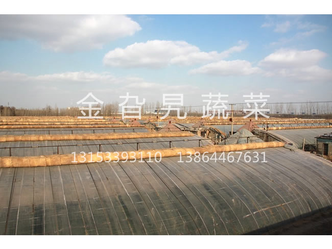 金旮旯蔬菜基地环境