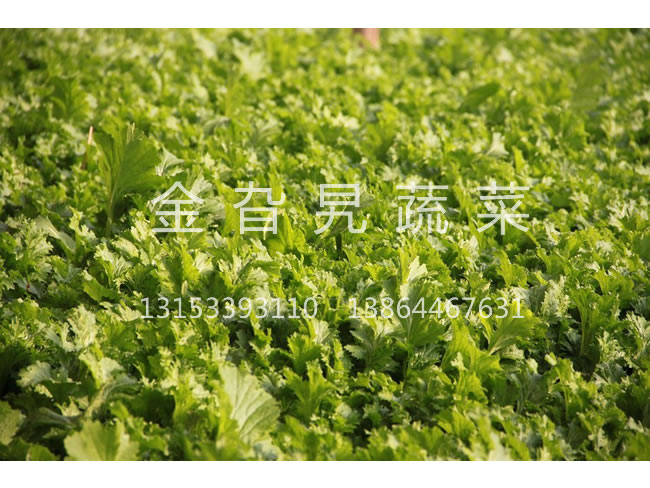 金旮旯蔬菜基地环境