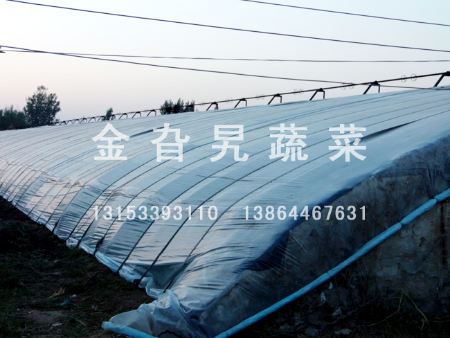 金旮旯蔬菜基地环境