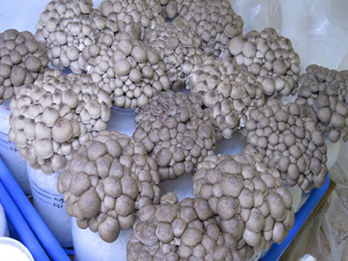 蟹味菇