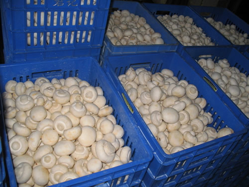 双孢菇