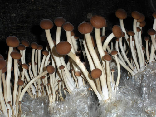 茶树菇