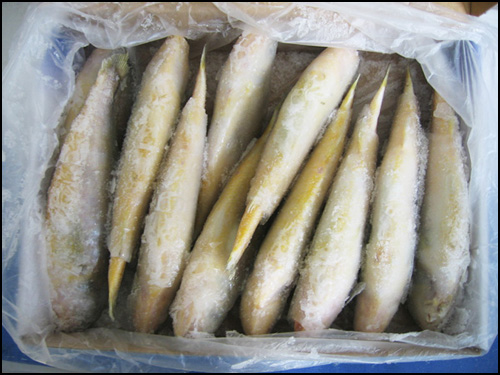 冷冻鲅鱼